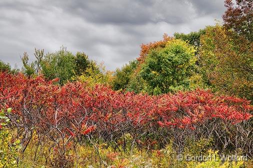 Autumn Sumac_16563.jpg - Photographed near Westport, Ontario, Canada.